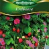 Erdbeere Toscana | Erdbeersamen Von Quedlinburger -Mohnsams Geschaft 531937 Erdbeere Toscana von Quedlinburger Saatgut
