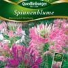 Spinnenblume Wasserspiel Mischung | Spinnenblumensamen Von Quedlinburger -Mohnsams Geschaft 532181 Spinnenblume Wasserspiel Mischung von Quedl
