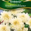 Studentenblumen Schneeball | Studentenblumensamen Von Quedlinburger 2 Studentenblumen Schneeball | Studentenblumensamen Von Quedlinburger -Mohnsams Geschaft 532194 Studentenblumen Schneeball von Quedlinburge