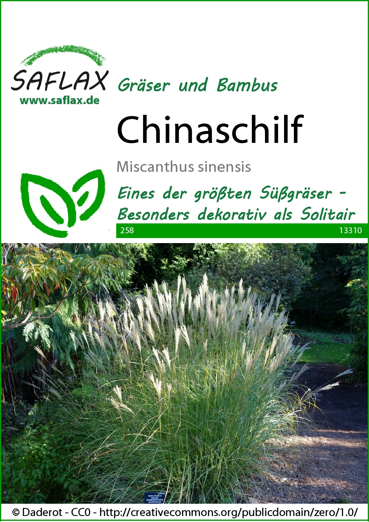 Chinaschilf | Gräsersamen Von Saflax 4 Chinaschilf | Gräsersamen Von Saflax – Bild 2