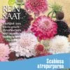 Witwenblume | BIO Wildblumensamen Von Reinsaat -Mohnsams Geschaft 540547 BIO Witwenblume B71 rs 0