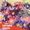 Sommeraster | BIO Asternsamen Von Reinsaat -Mohnsams Geschaft 540557 BIO Sommeraster B94 rs 0