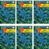 Vergissmeinnicht 10er Pack | Vergissmeinnichtsamen Von Frankonia Samen -Mohnsams Geschaft 540822 Vergissmeinnicht 10er Pack