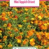 Blumenwiese Mini-Teppich Orient (100 G) | Blumensamen Von Bertrand 2 Blumenwiese Mini-Teppich Orient (100 G) | Blumensamen Von Bertrand -Mohnsams Geschaft 540952 Blumenwiese Mini Teppich Orient 100 g