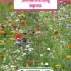 Blumenwiese Sommermischung Express (100 G) | Blumensamen Von Bertrand -Mohnsams Geschaft 540956 Blumenwiese Sommermischung Express 100 g
