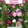 Blumenwiese Blumenteppich Magic Cosmos (100 G) | Blumensamen Von Bertrand -Mohnsams Geschaft 540978 Blumenwiese Blumenteppich Magic Cosmos 100 g