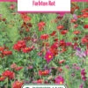 Blumenwiese Farbton Rot (100 G) | Blumensamen Von Bertrand 1 Blumenwiese Farbton Rot (100 G) | Blumensamen Von Bertrand -Mohnsams Geschaft 540983 Blumenwiese Farbton Rot 100 g