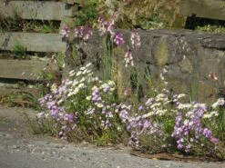 Blumenwiese Mauerfuß (100 G) | Blumensamen Von Bertrand -Mohnsams Geschaft 540995 Blumenwiese Fleurs Pieds de Murs Production Anjou hors catalog 100 g MP20200 100g 1