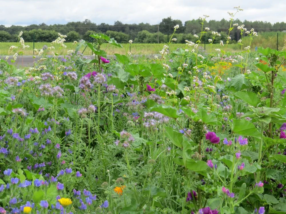 Blumenwiese Honigblumenwiese OFA Mehrjährig (100 G) | Blumensamen Von Bertrand 4 Blumenwiese Honigblumenwiese OFA Mehrjährig (100 G) | Blumensamen Von Bertrand – Bild 2