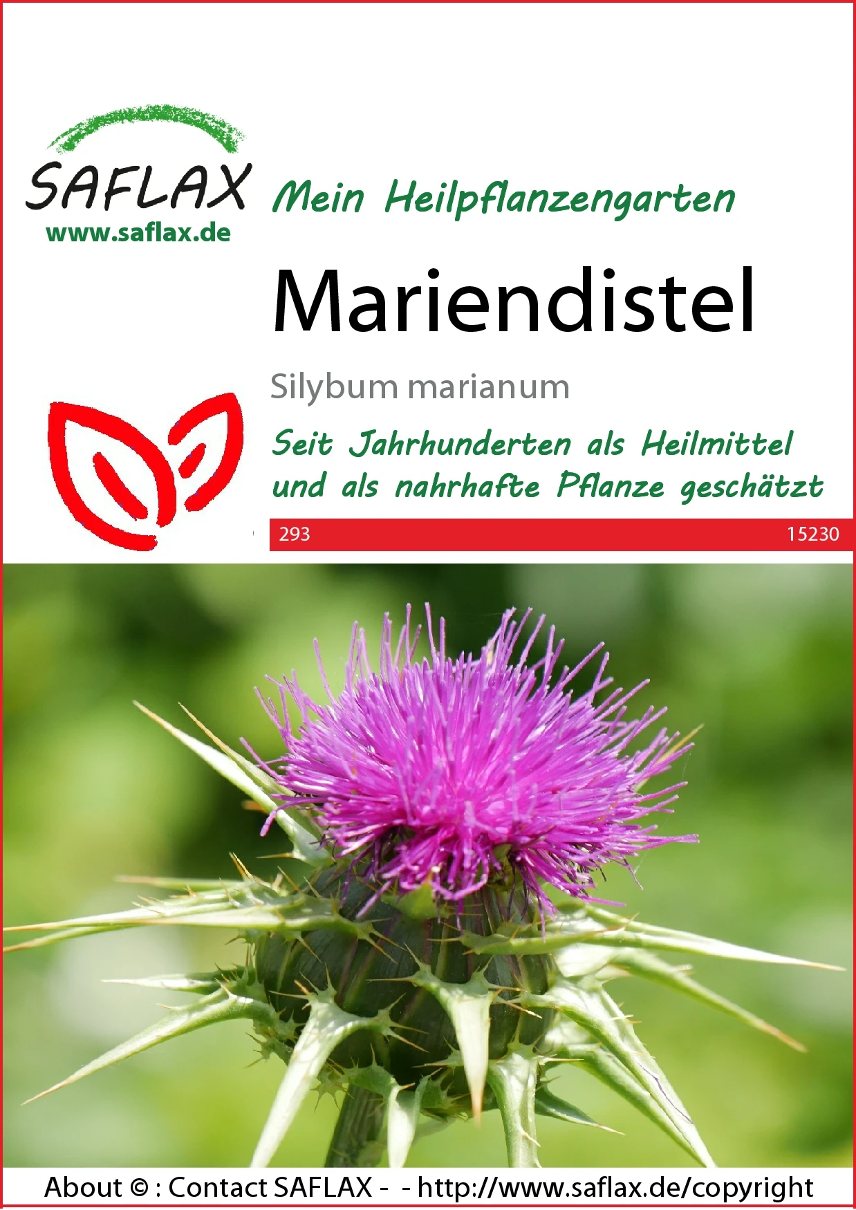 Mariendistel | Heilpflanzensamen Von Saflax 4 Mariendistel | Heilpflanzensamen Von Saflax – Bild 2