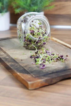 Sprossenglas (425 Ml) | Anzuchtschalen Von FLORTUS -Mohnsams Geschaft 547671 Sprossenglas 2000 0407 5