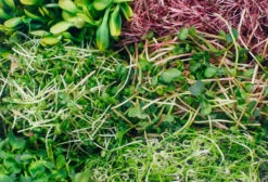 Sprossenglas (425 Ml) | Anzuchtschalen Von FLORTUS -Mohnsams Geschaft 547671 Sprossenglas 2000 0407 6