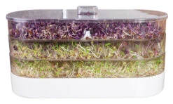 Sprossenturm | Keimgerät Von FLORTUS 15 Sprossenturm | Keimgerät Von FLORTUS -Mohnsams Geschaft 547673 FLORTUS Sprossenturm 2000 0409 2