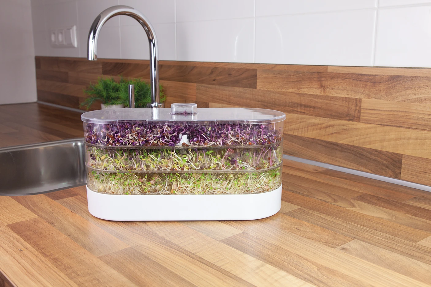 Sprossenturm | Keimgerät Von FLORTUS 10 Sprossenturm | Keimgerät Von FLORTUS – Bild 8