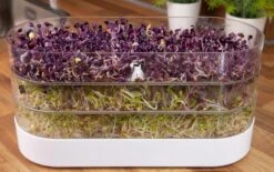 Sprossenturm | Keimgerät Von FLORTUS 12 Sprossenturm | Keimgerät Von FLORTUS -Mohnsams Geschaft 547673 FLORTUS Sprossenturm 2000 0409 5