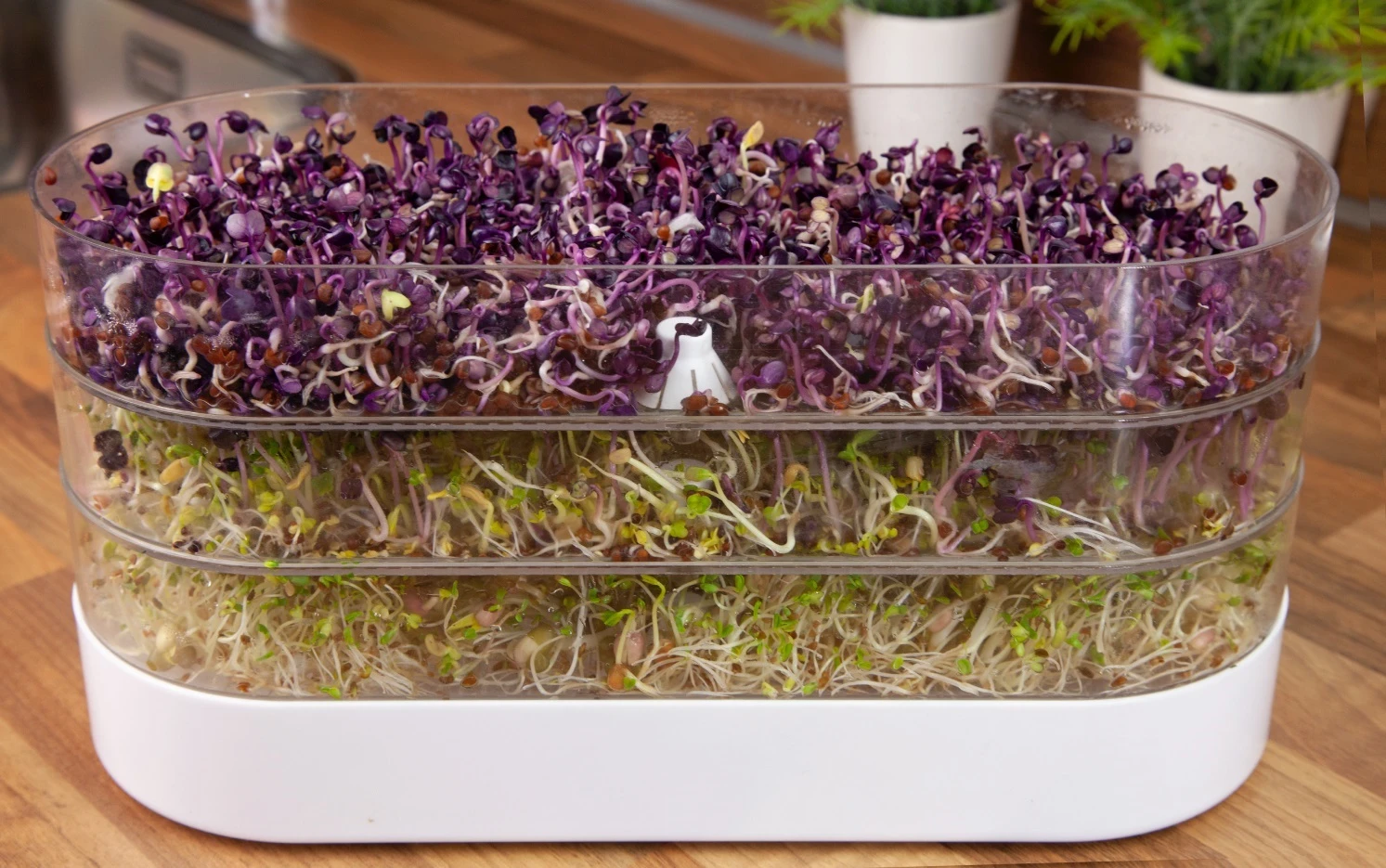 Sprossenturm | Keimgerät Von FLORTUS 5 Sprossenturm | Keimgerät Von FLORTUS – Bild 3