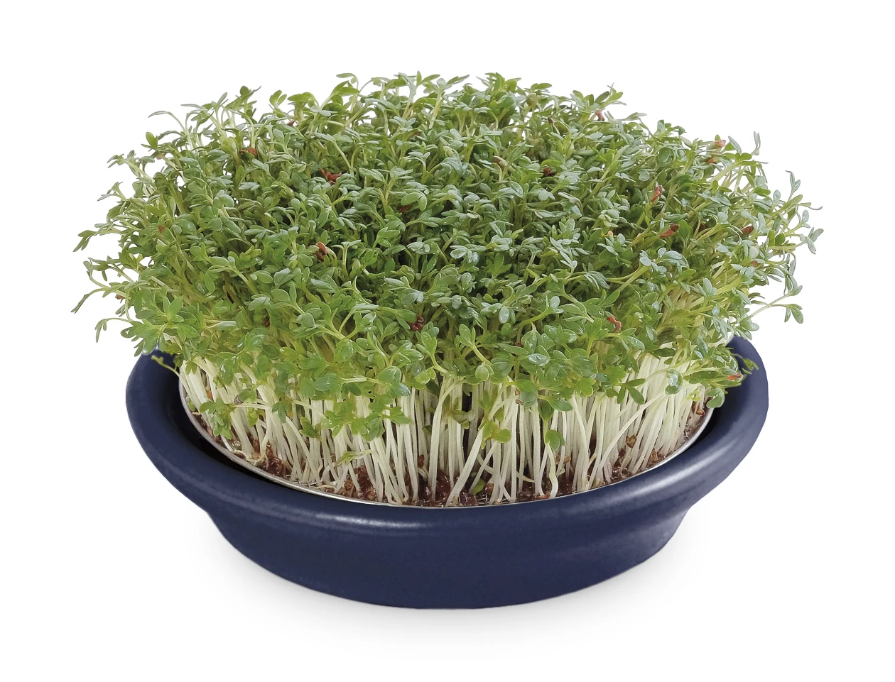 Kressesieb Metallic-blau (12 Cm) | Sprossensiebe Von Eschenfelder