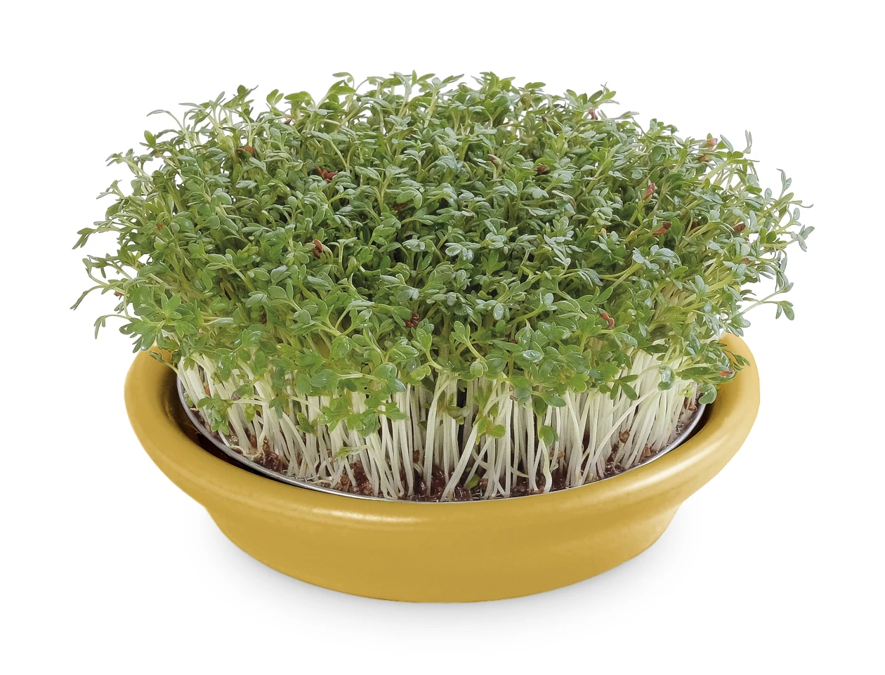 Kressesieb Gelb (12 Cm) | Sprossensiebe Von Eschenfelder 4 Kressesieb Gelb (12 Cm) | Sprossensiebe Von Eschenfelder – Bild 2