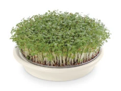 Kressesieb Weiß (16 Cm) | Sprossensiebe Von Eschenfelder