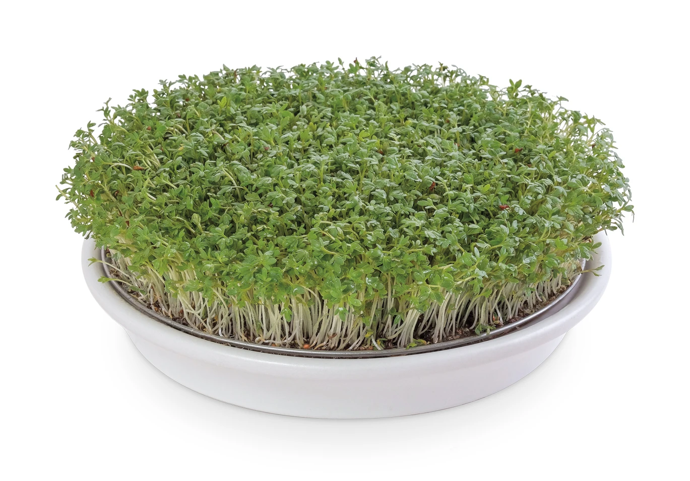 Kressesieb Weiß (21,5 Cm) | Sprossensiebe Von Eschenfelder 3 Kressesieb Weiß (21,5 Cm) | Sprossensiebe Von Eschenfelder