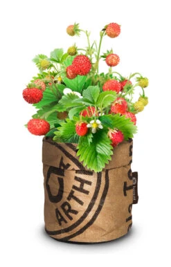 Greensquad Süße Erdbeere | Anzuchtsets Von Baza -Mohnsams Geschaft 550257 Greensquad Suesse Erdbeere 18027706 bz 1