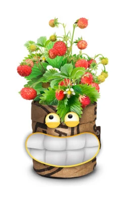 Greensquad Süße Erdbeere | Anzuchtsets Von Baza -Mohnsams Geschaft 550257 Greensquad Suesse Erdbeere 18027706 bz 2