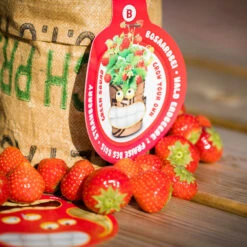 Greensquad Süße Erdbeere | Anzuchtsets Von Baza -Mohnsams Geschaft 550257 Greensquad Suesse Erdbeere 18027706 bz 5
