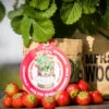 Greensquad Süße Erdbeere | Anzuchtsets Von Baza -Mohnsams Geschaft 550257 Greensquad Suesse Erdbeere 18027706 bz 6