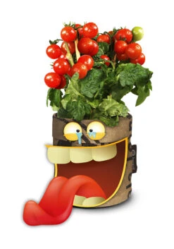 Greensquad Snack-Tomaten | Anzuchtsets Von Baza -Mohnsams Geschaft 550259 Greensquad Snack Tomaten 18027709 bz 2