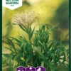 Haarästige Ripsenhirse Frosted Explotion | Gräsersamen Von Nelson Garden -Mohnsams Geschaft 552242 Haaraestige Ripsenhirse Frosted Explotion 94724A ng 0