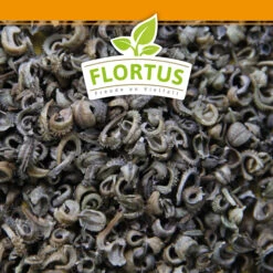 Ringelblumen Mischung | Blumenwiese Von FLORTUS -Mohnsams Geschaft 554533 Ringelblumen Mischung 1 kg 530747 Ringelblumen Mischung 1 kg 2000 0209 6