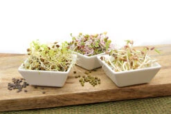 Keimsprossen Set Regenbogen (8 Sorten) | BIO Keimsprossen Sets Von FLORTUS | BIO Gewürze Set -Mohnsams Geschaft 554611 BIO Keimsprossen Set Regenbogen 8 Sorten 2000 0739 4 1