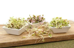 Keimsprossen Set Einsteiger (7 Sorten) | BIO Keimsprossen Sets Von FLORTUS -Mohnsams Geschaft 554617 BIO Keimsprossen Set Einsteiger 7 Sorten 2000 0733 4