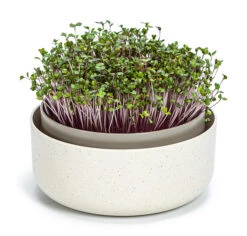 Sprossenschale | Keimschalen Von Plastia -Mohnsams Geschaft 561275 Sprossenschale 1606711640 pa parent 0