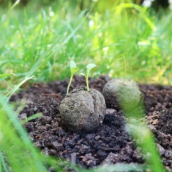 Samenbomben Die Mohnlandschaft (6 Stück) | Mohnsamen Von FLORTUS -Mohnsams Geschaft 562163 Samenbomben Die Mohnlandschaft 6 Stueck 2000 1054 6