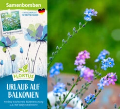 Samenbomben Urlaub Auf Balkonien (6 Stück) | Blumensamenmischung Von FLORTUS -Mohnsams Geschaft 562167 Samenbomben Urlaub auf Balkonien 6 Stueck 2000 1058 2