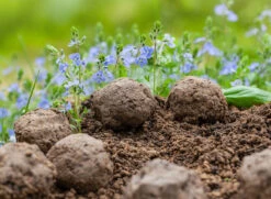 Samenbomben Set (8 Päckchen) | Blumensamenmischung Von FLORTUS -Mohnsams Geschaft 562498 Samenbomben Set 8 Paeckchen 2000 2367 6 1