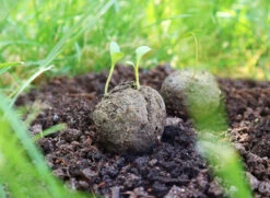 Samenbomben Set (8 Päckchen) | Blumensamenmischung Von FLORTUS