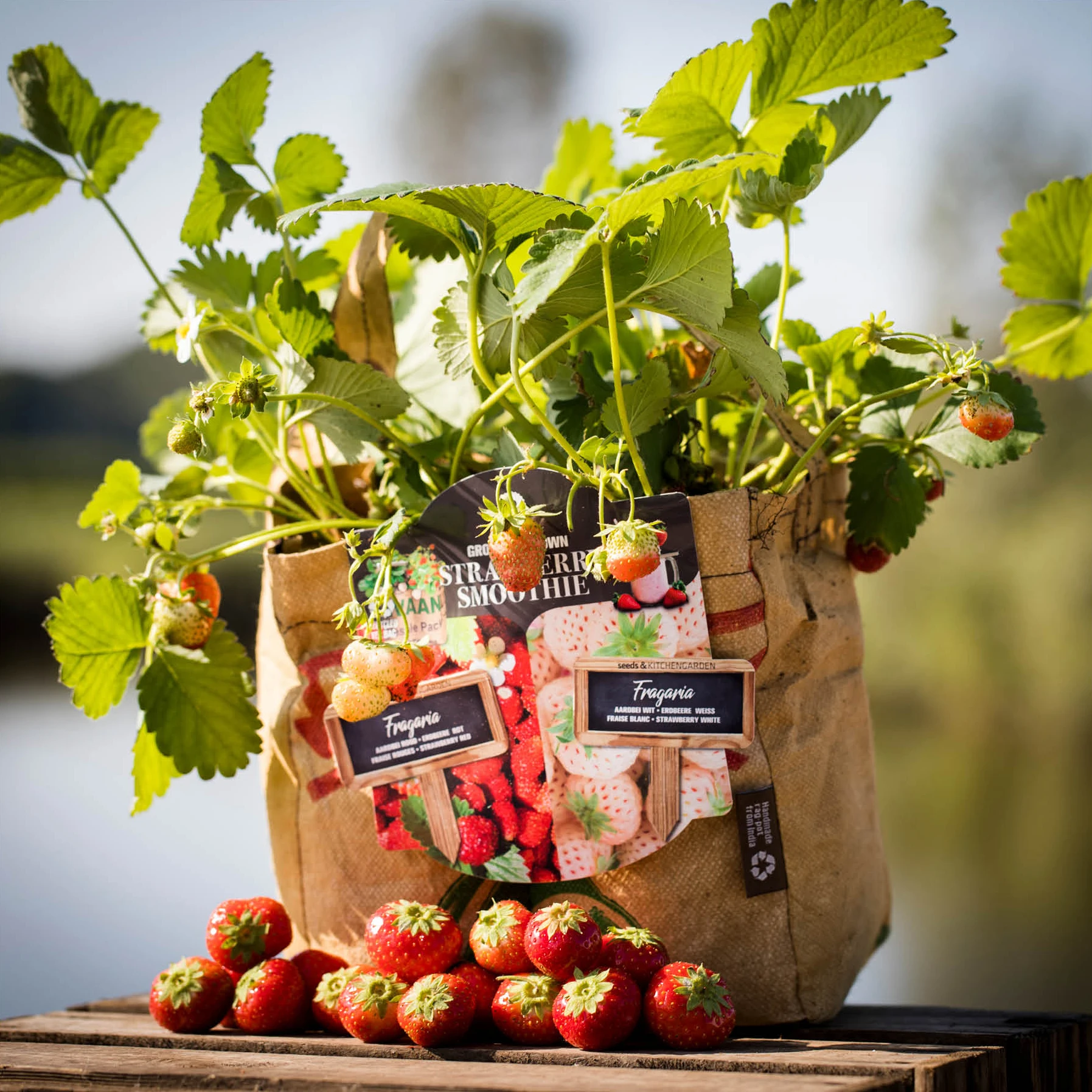 Mohnsams Geschaft -Mohnsams Geschaft 550265 Duo Garten Erdbeere 18037340 bz 2