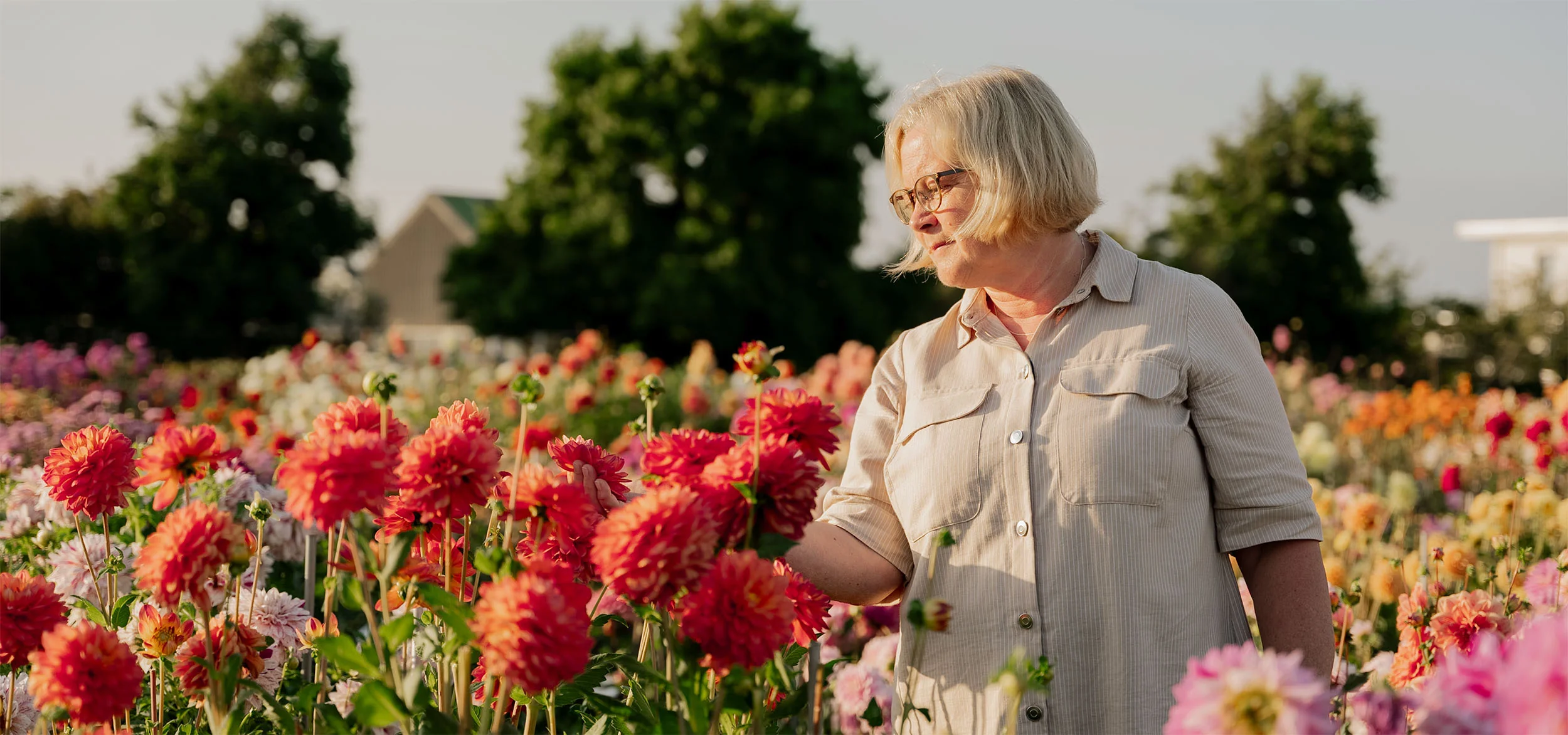 Mohnsams Geschaft -Mohnsams Geschaft Dahlia forside Desktop