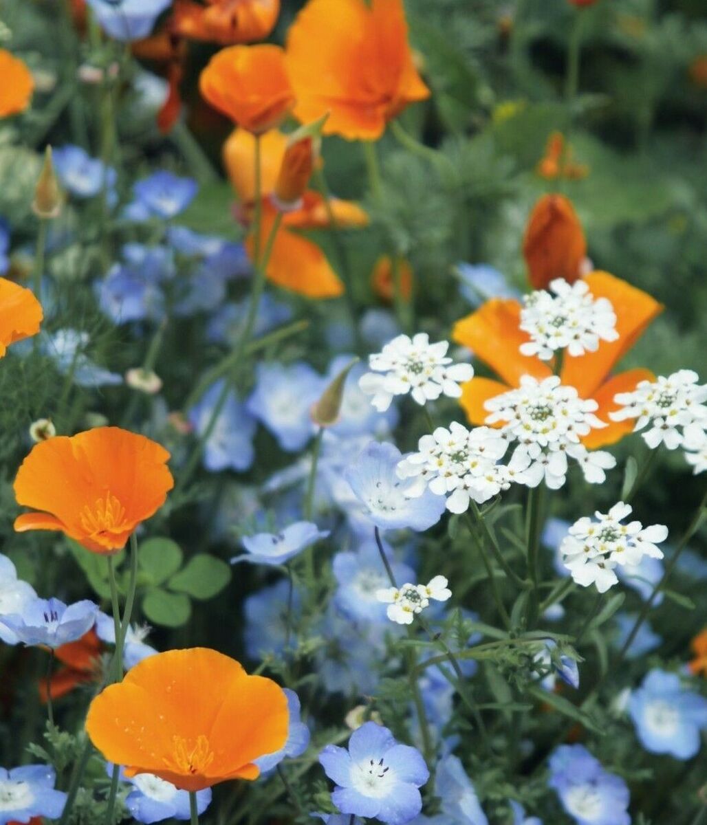 Mohnsams Geschaft -Mohnsams Geschaft s l1200